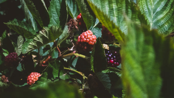 Food of the Moment: Blackberries